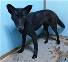 The dog, from the shelter's listing