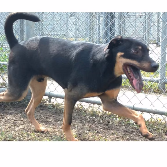 The dog, from the shelter's listing