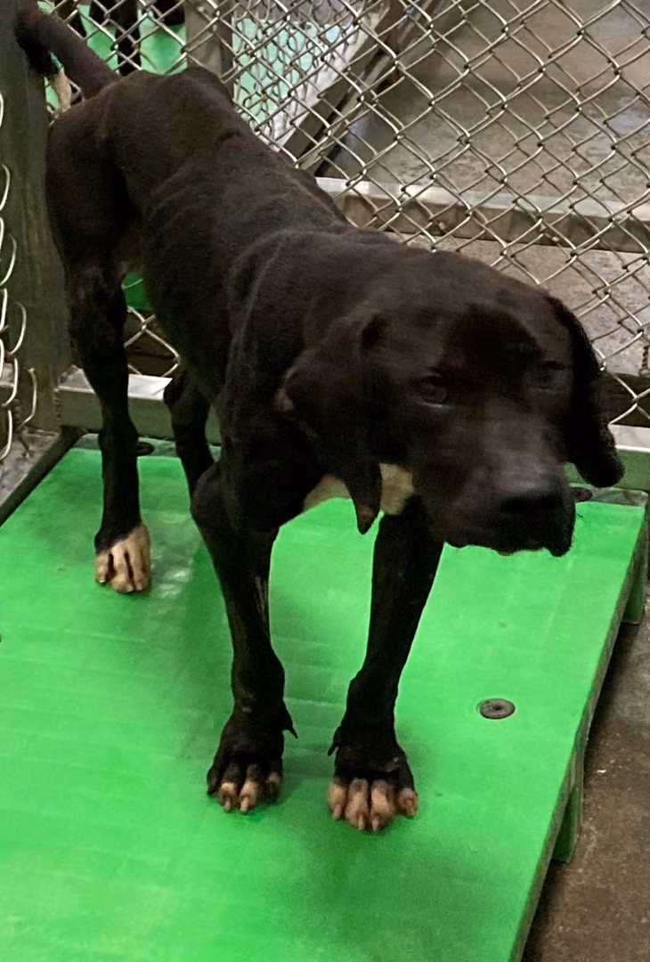The dog, from the shelter's listing