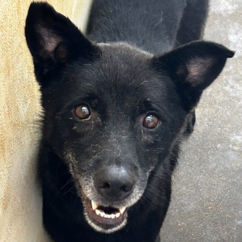 The dog, from the shelter's listing