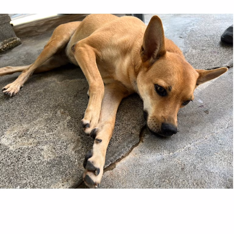 The dog, from the shelter's listing