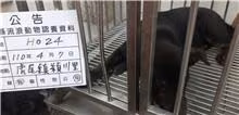 The dog, from the shelter's listing