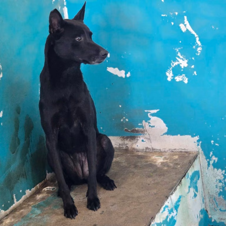 The dog, from the shelter's listing