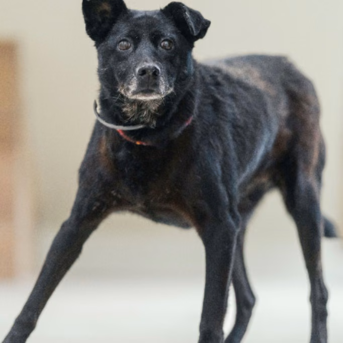 The dog, from the shelter's listing