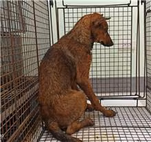 The dog, from the shelter's listing