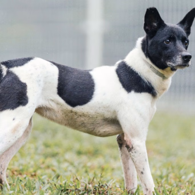 The dog, from the shelter's listing