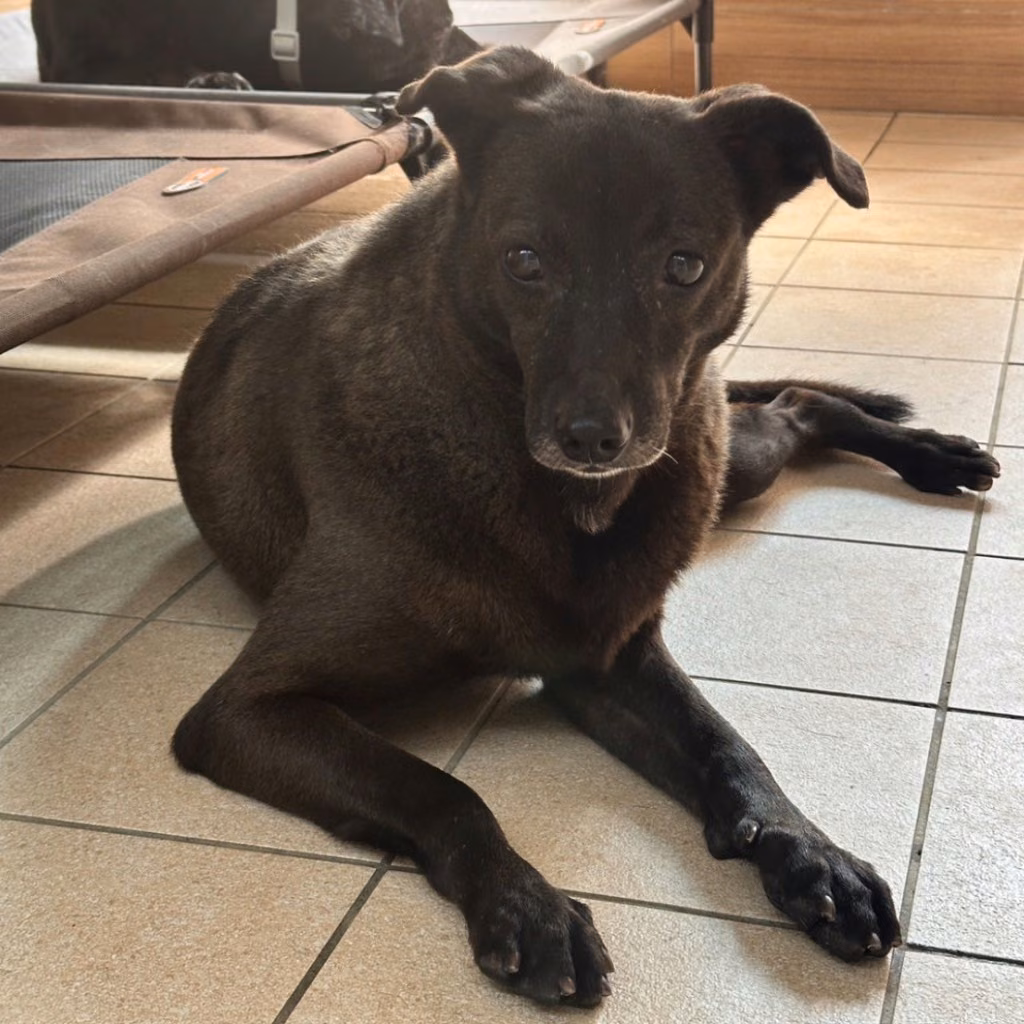 The dog, from the shelter's listing