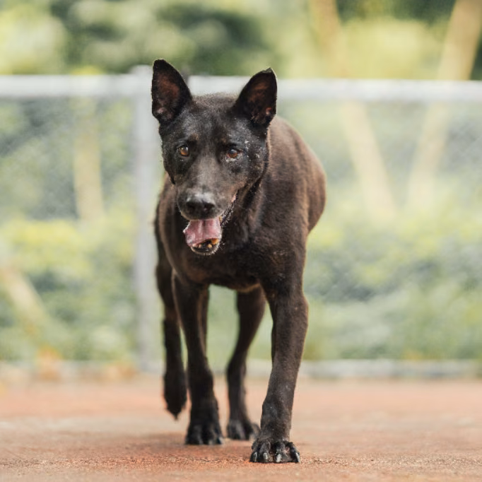 The dog, from the shelter's listing