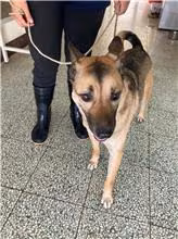 The dog, from the shelter's listing