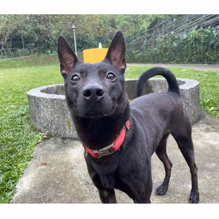 The dog, from the shelter's listing