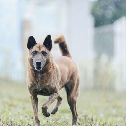 The dog, from the shelter's listing