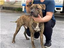 The dog, from the shelter's listing