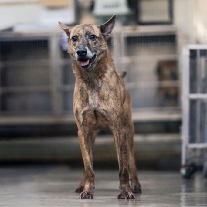 The dog, from the shelter's listing