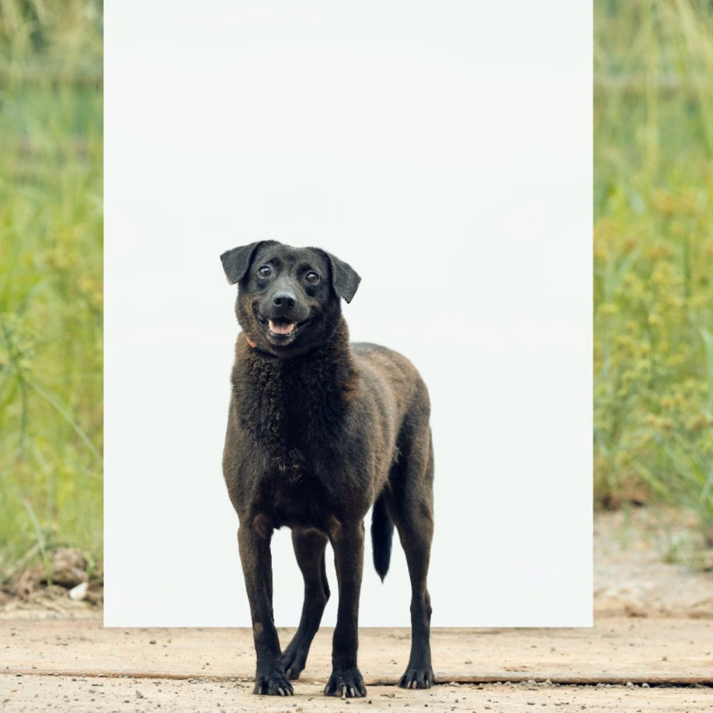 The dog, from the shelter's listing
