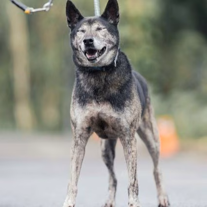 The dog, from the shelter's listing