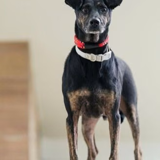 The dog, from the shelter's listing