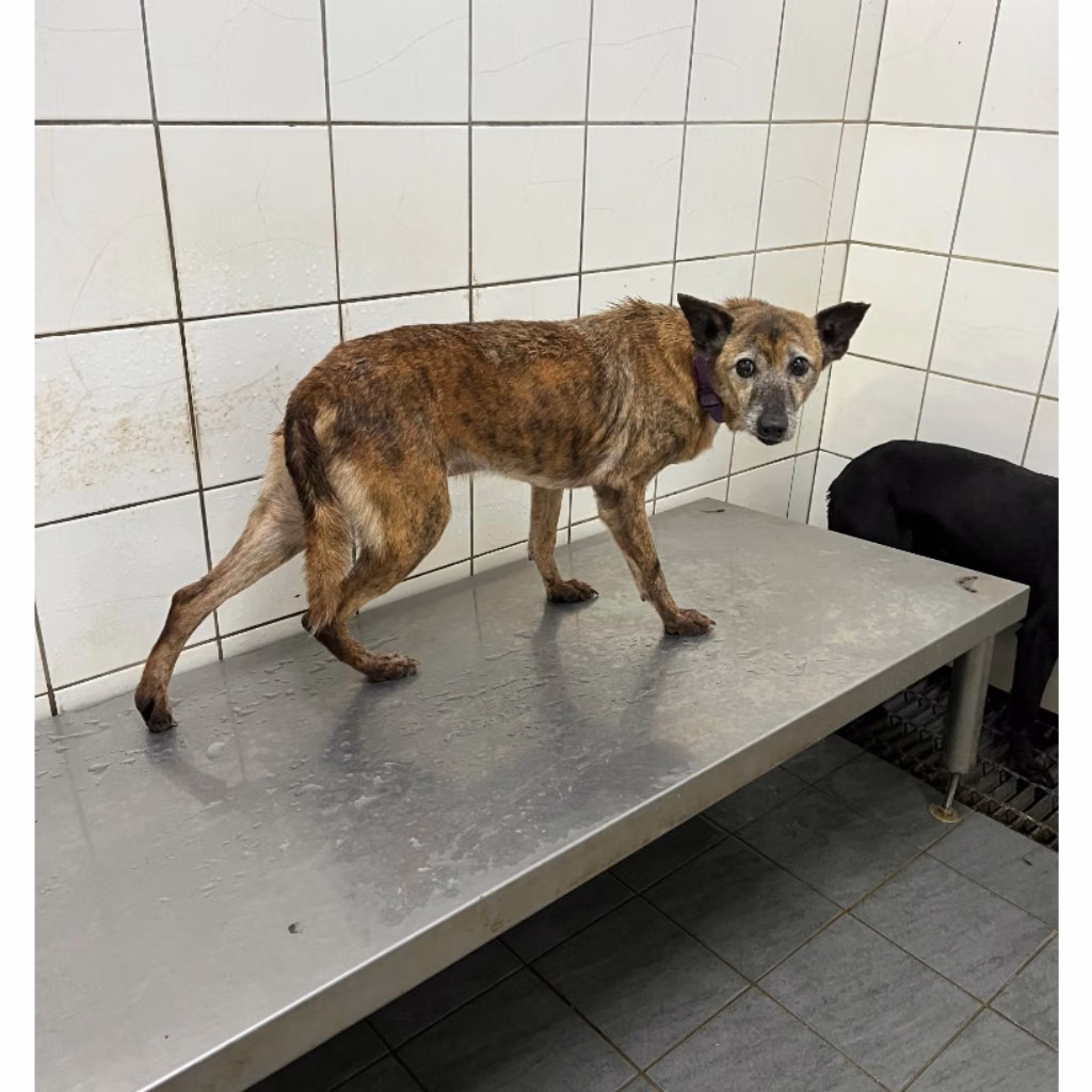 The dog, from the shelter's listing