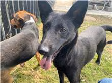The dog, from the shelter's listing