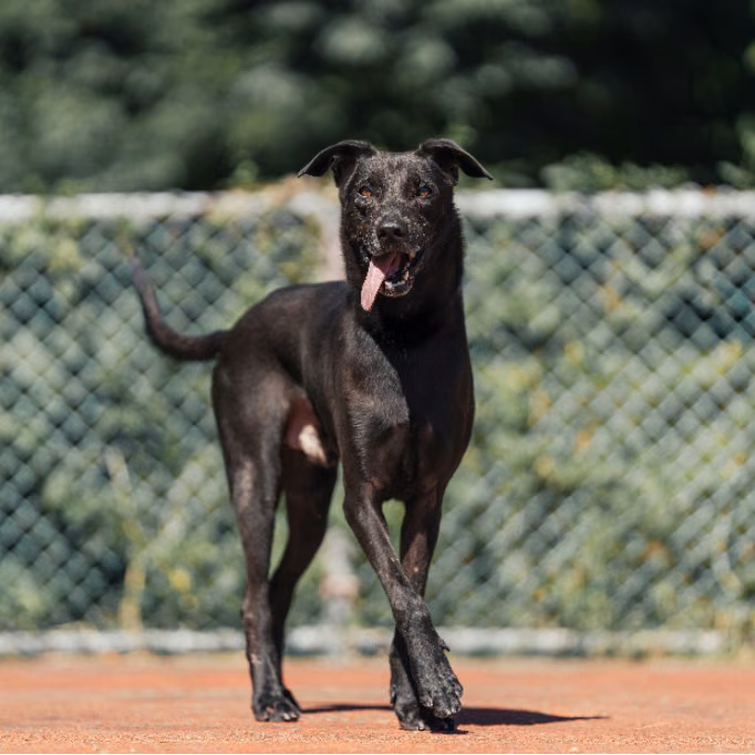 The dog, from the shelter's listing