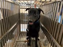 The dog, from the shelter's listing