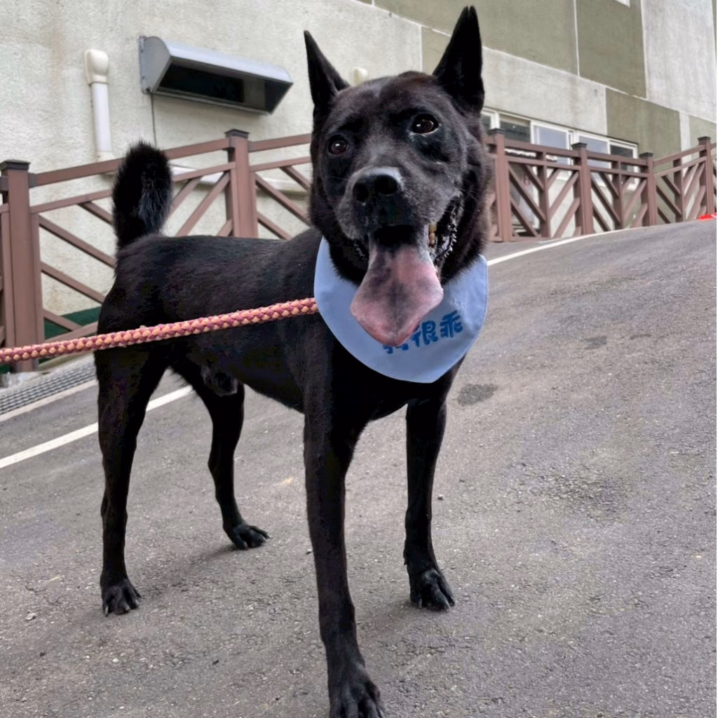 The dog, from the shelter's listing