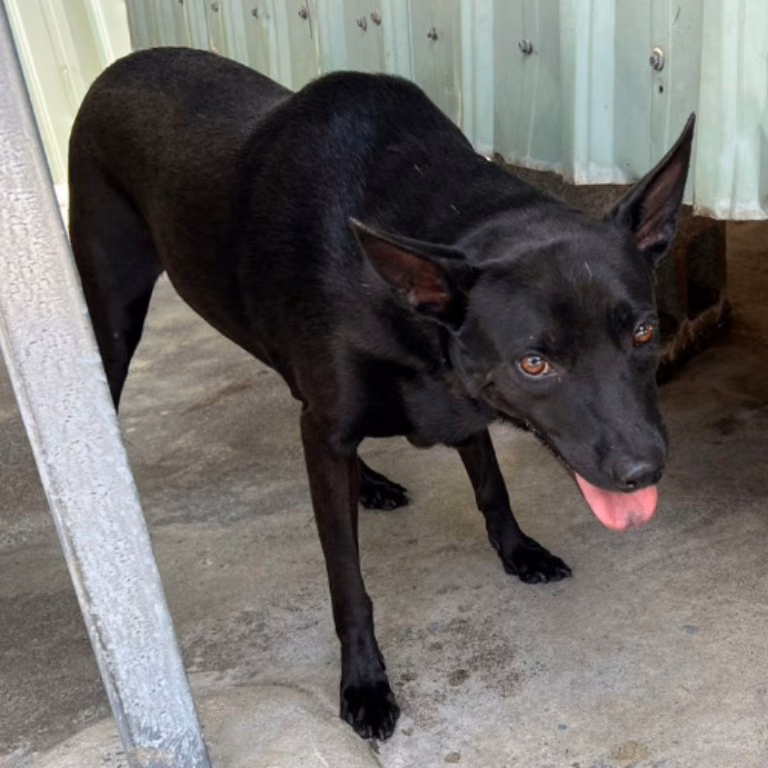 The dog, from the shelter's listing