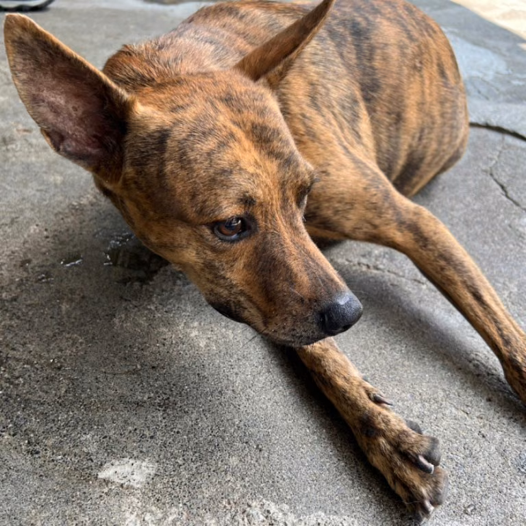 The dog, from the shelter's listing