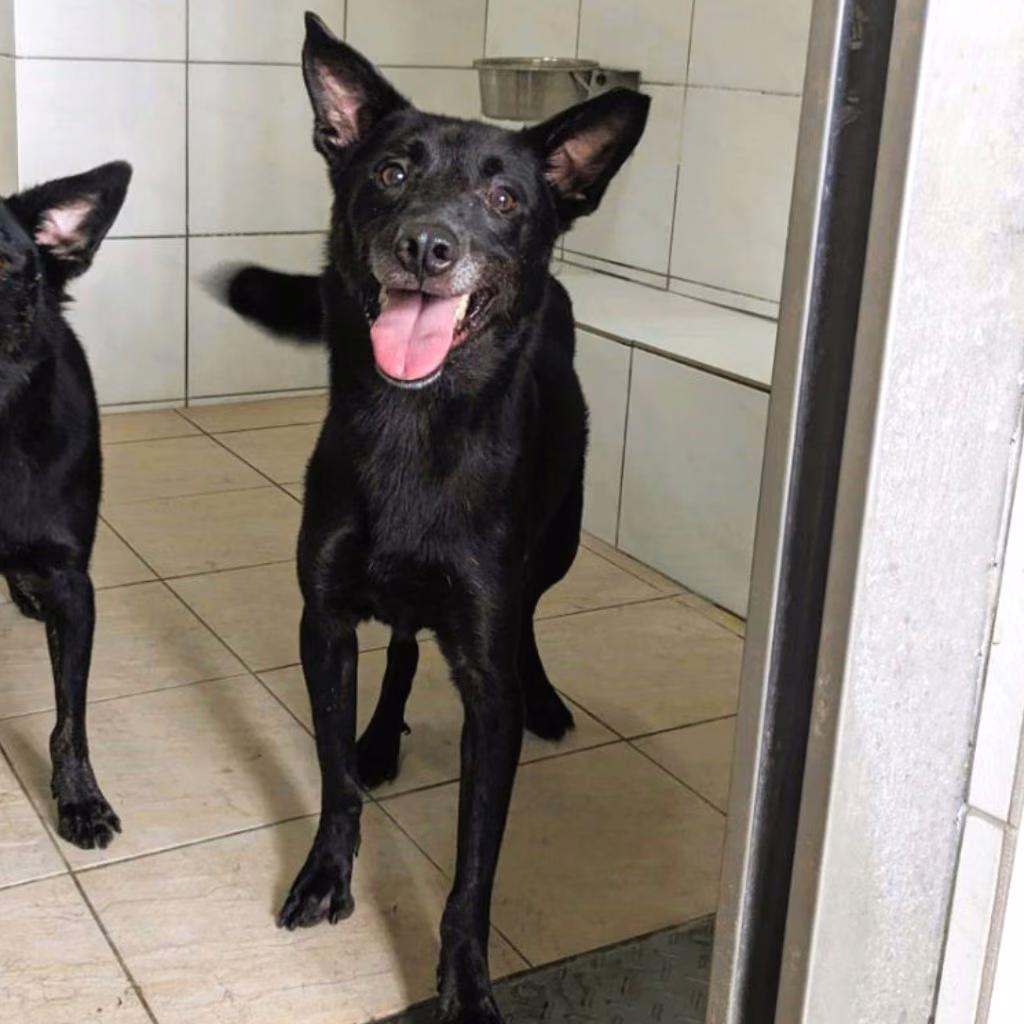 The dog, from the shelter's listing