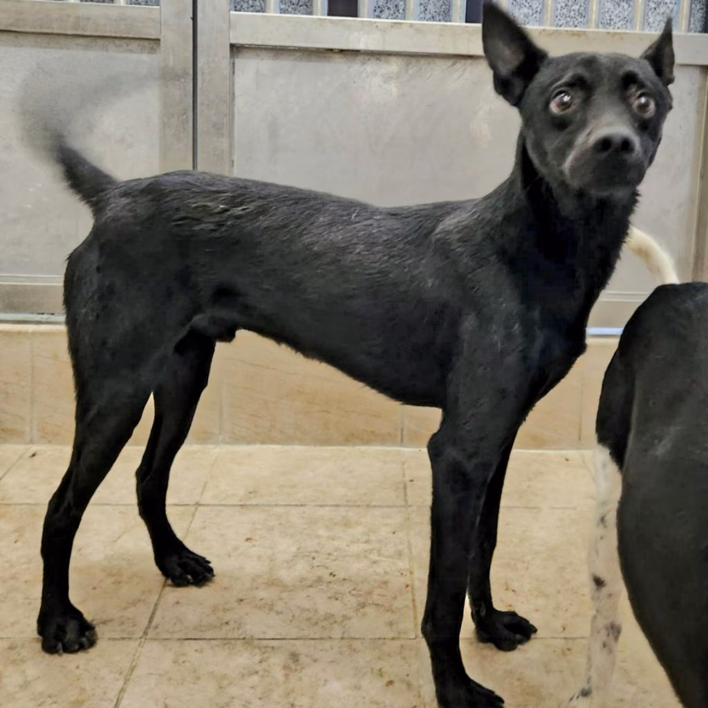 The dog, from the shelter's listing