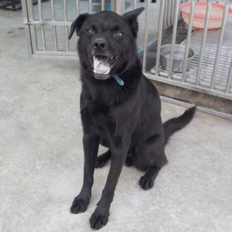 The dog, from the shelter's listing