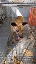The dog, from the shelter's listing