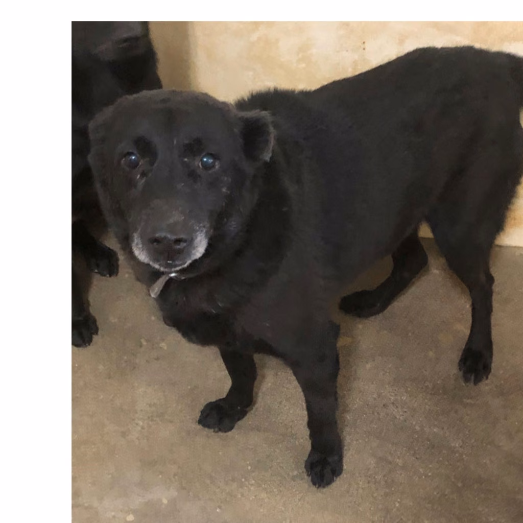 The dog, from the shelter's listing