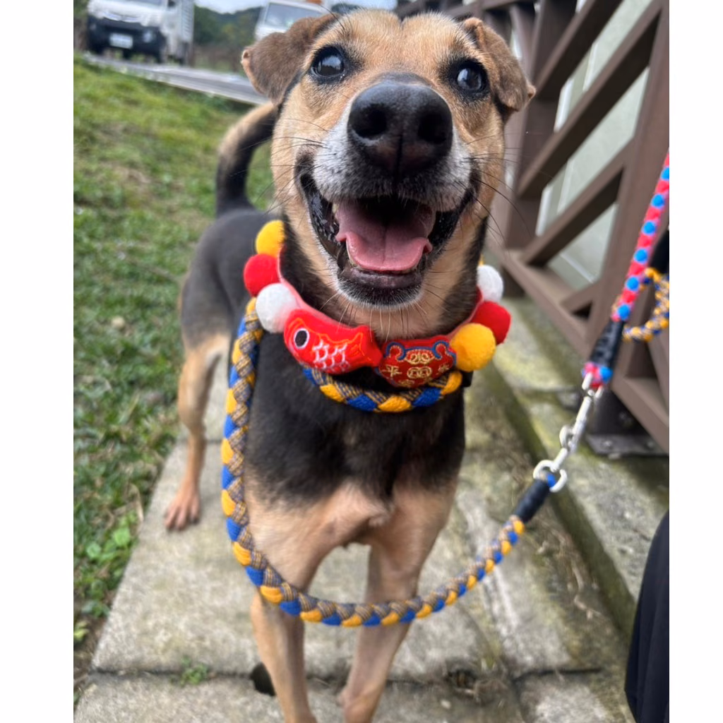 The dog, from the shelter's listing