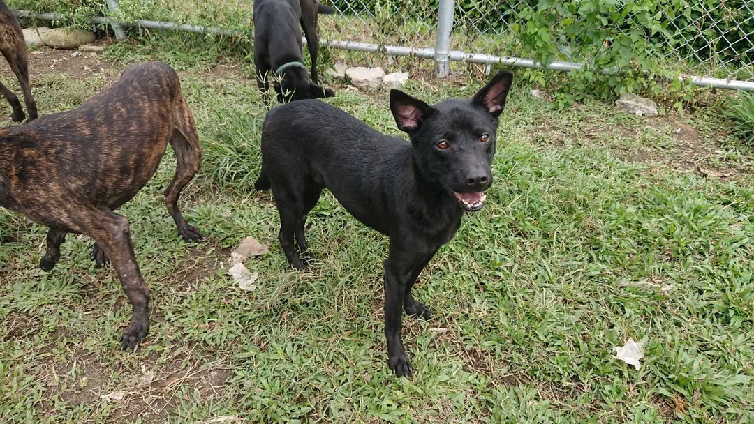 The dog, from the shelter's listing