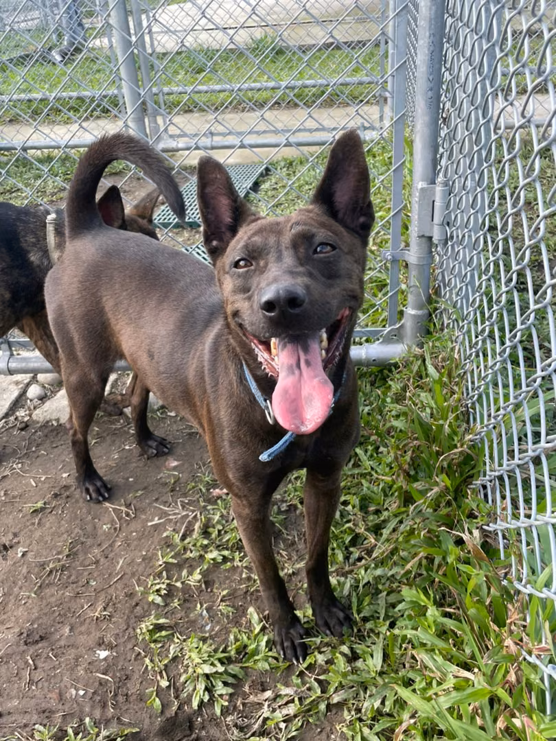 The dog, from the shelter's listing