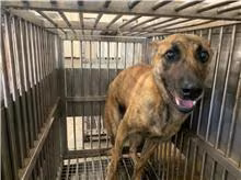 The dog, from the shelter's listing