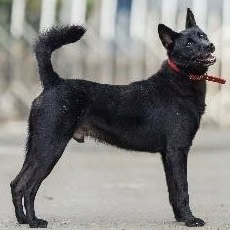 The dog, from the shelter's listing