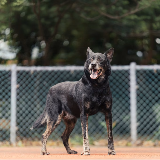The dog, from the shelter's listing