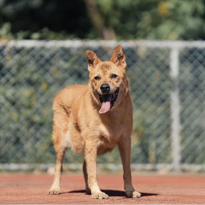 The dog, from the shelter's listing