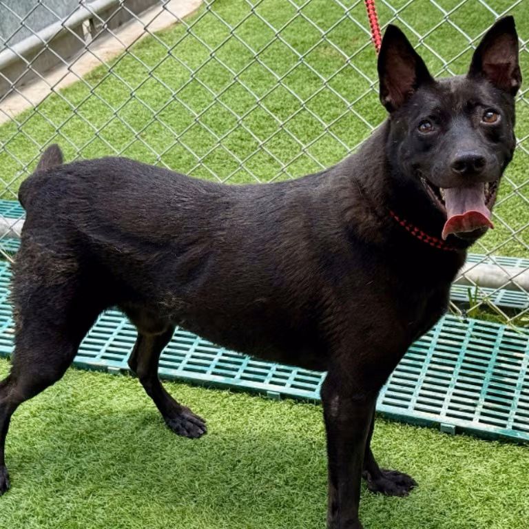 The dog, from the shelter's listing