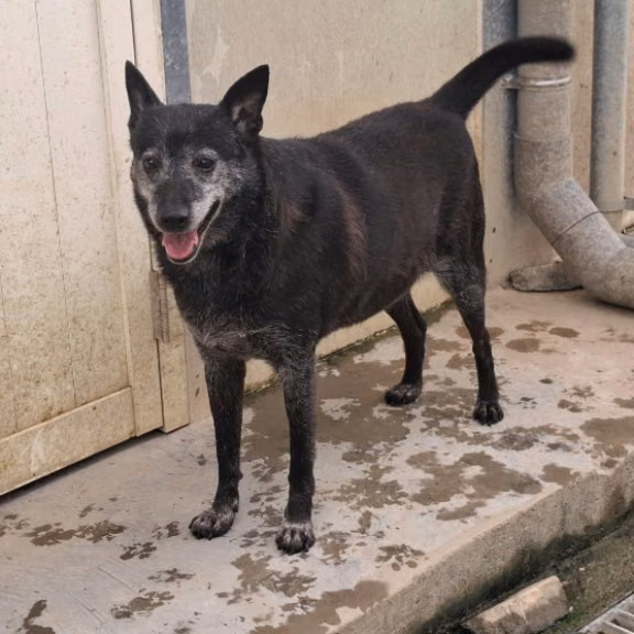 The dog, from the shelter's listing