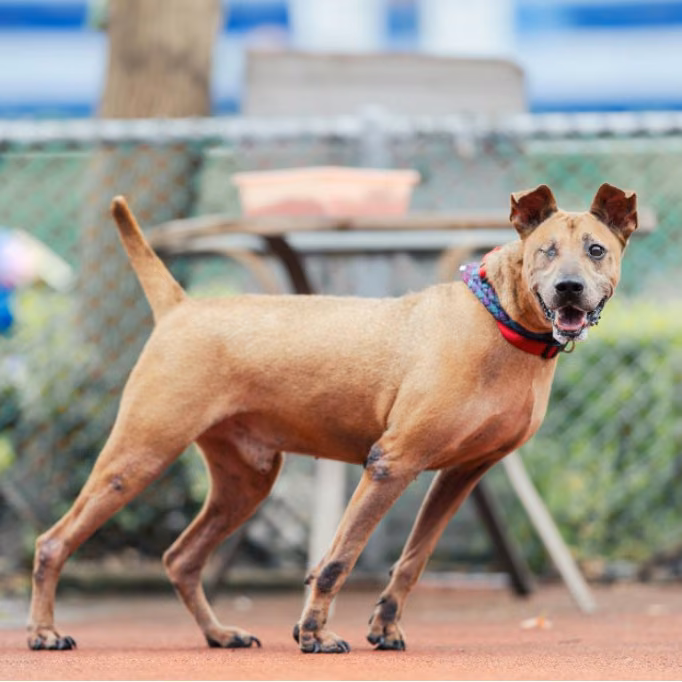The dog, from the shelter's listing