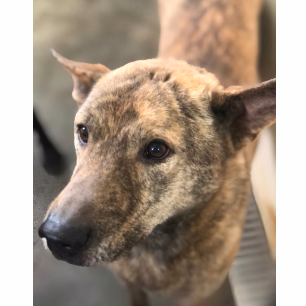 The dog, from the shelter's listing