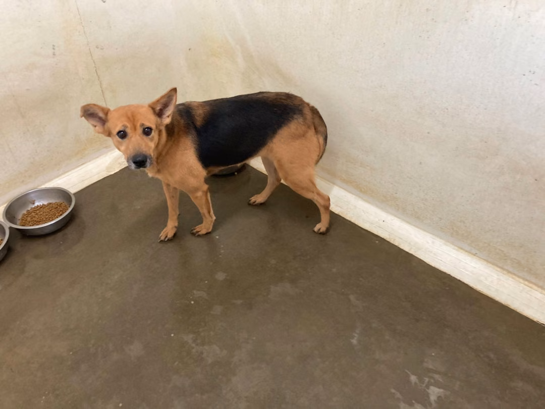 The dog, from the shelter's listing