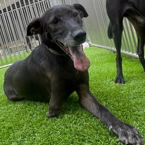 The dog, from the shelter's listing