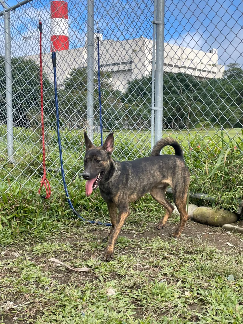 The dog, from the shelter's listing