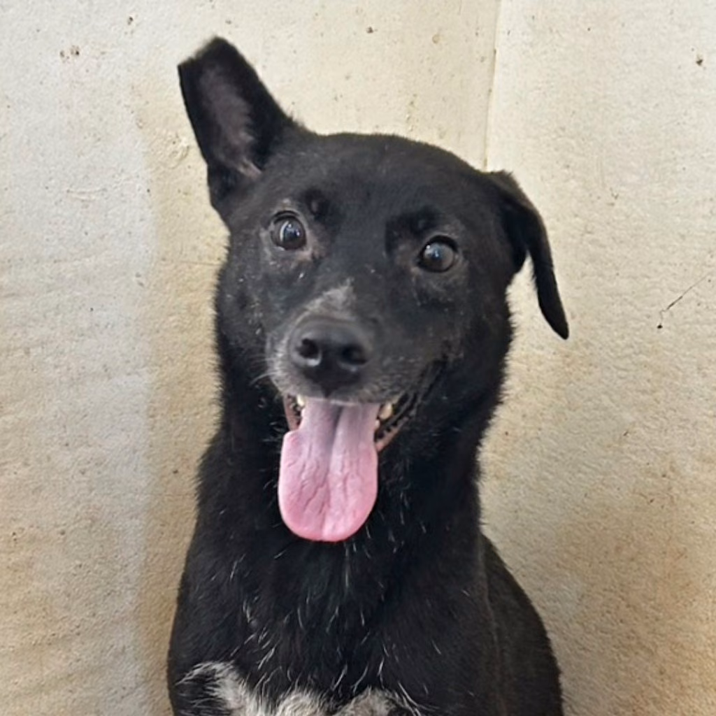 The dog, from the shelter's listing