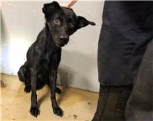 The dog, from the shelter's listing