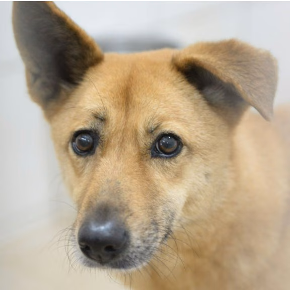 The dog, from the shelter's listing