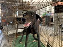The dog, from the shelter's listing